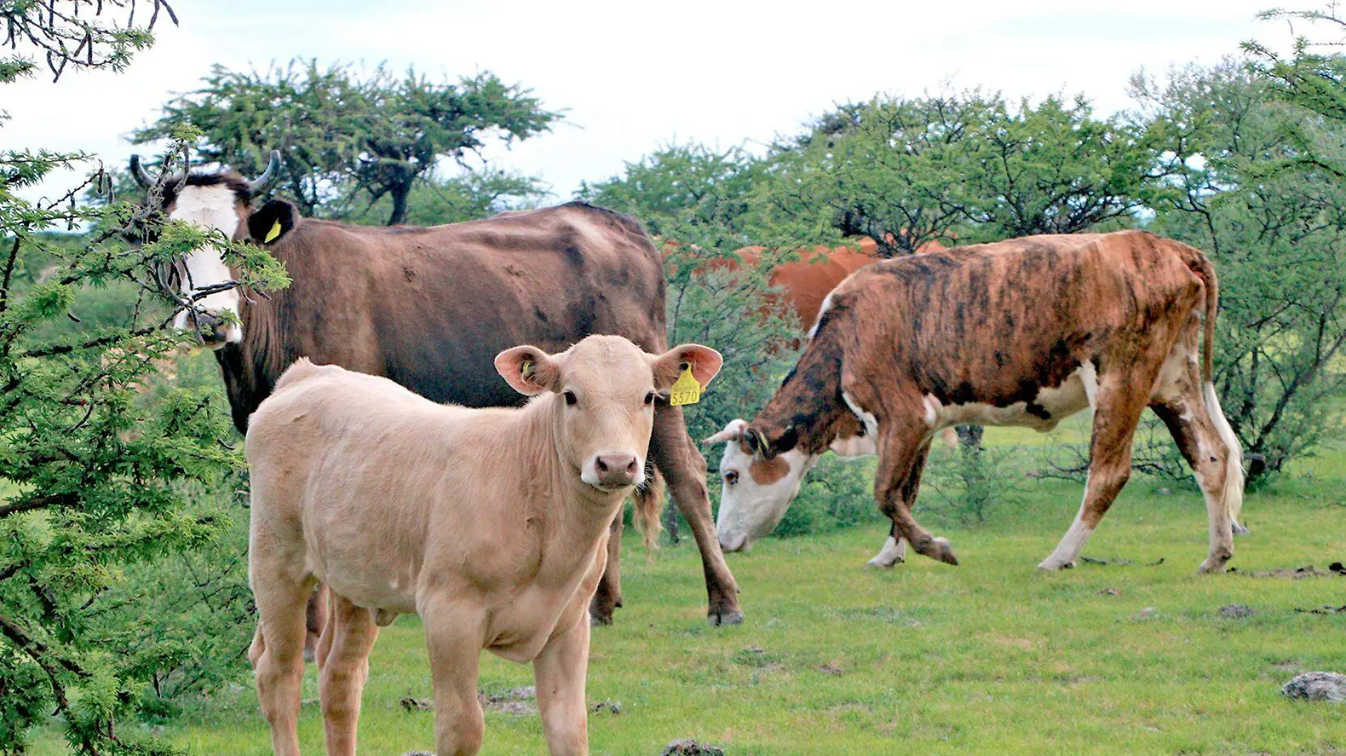 vacas ganado